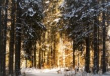 The Best Literary Descriptions Of Snow