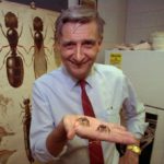 E.O. Wilson, 92, Often Referred To As Darwin’s Successor