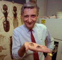 E.O. Wilson, 92, Often Referred To As Darwin’s Successor