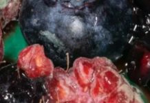 How Disgust Drives Behavior