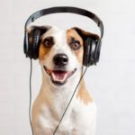 How Animals Process Music