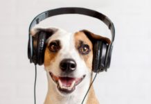 How Animals Process Music