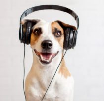 How Animals Process Music