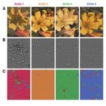 Now AI Is Learning To Analyze Individual Artists’ Brushstrokes And Attribute Paintings