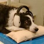 It Seems Dogs Can Distinguish Between Different Human Languages