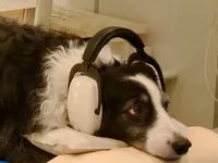 It Seems Dogs Can Distinguish Between Different Human Languages