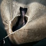 Study: Documenting How Humans Have Altered Evolution