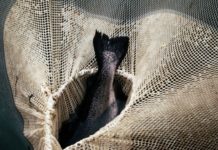 Study: Documenting How Humans Have Altered Evolution