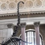 Why 200 Workers At The American Museum Of Natural History Are Voting On Unionization