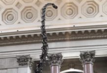 Why 200 Workers At The American Museum Of Natural History Are Voting On Unionization