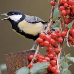 Do Birds Have Languages?