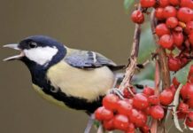 Do Birds Have Languages?