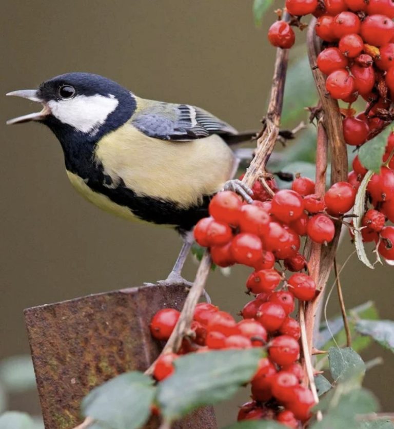 Do Birds Have Languages?