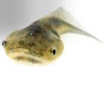 How Did Intelligence Evolve Biologically?