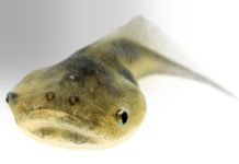 How Did Intelligence Evolve Biologically?