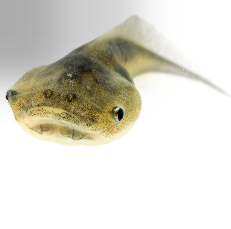How Did Intelligence Evolve Biologically?