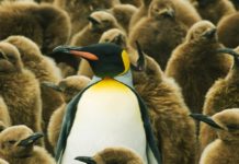 Learning From Outside Your Own Industry (Why It Often Doesn’t Work)