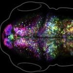 Scientists Watch A Memory Being Formed In A Living Brain