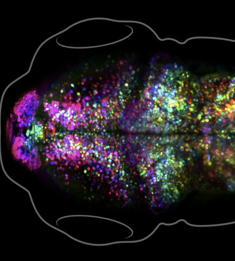 Scientists Watch A Memory Being Formed In A Living Brain