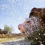 This May Be The World’s Largest Puppet