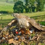 Nature Writing Should Be As Unsentimental As Nature Is