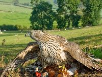 Nature Writing Should Be As Unsentimental As Nature Is