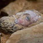 Archaeologists Have Been Making “Extraordinary” Finds Beneath Notre-Dame In Paris