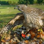 Writing About Nature: Science Or Poetry?