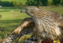 Writing About Nature: Science Or Poetry?