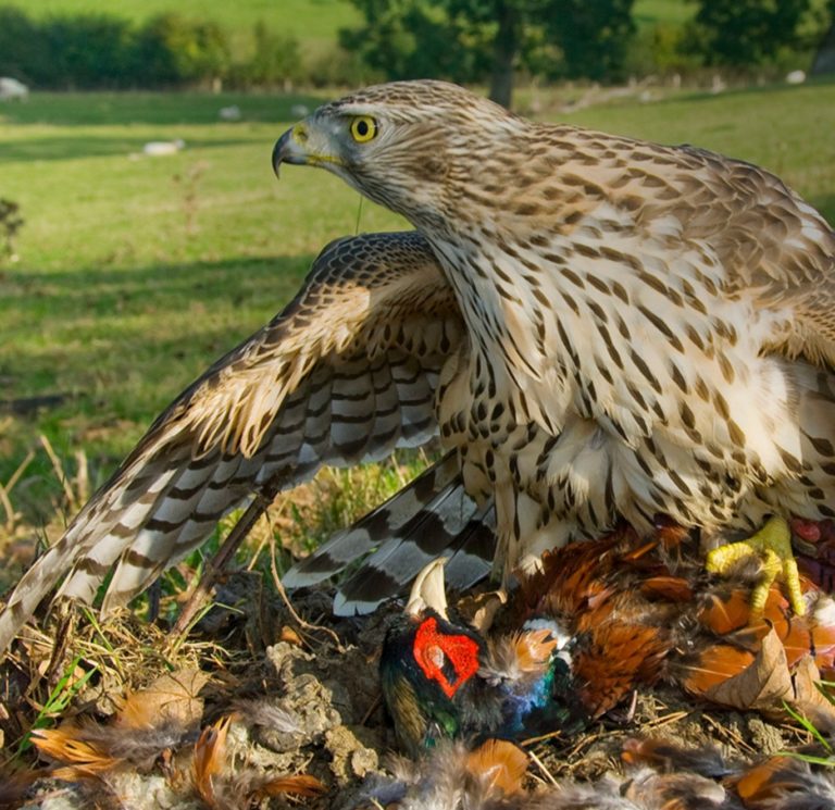 Writing About Nature: Science Or Poetry?