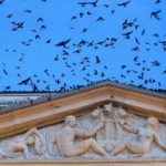 100,000 Purple Martins Vs. The Nashville Symphony