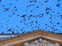 100,000 Purple Martins Vs. The Nashville Symphony