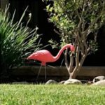 How Hollywood Movies Fed Southern California’s Addiction To Water-Guzzling Green Lawns