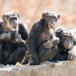 It Appears That Chimpanzees Have Their Own Language, Complete With Words And Simple Sentences
