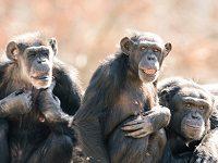 It Appears That Chimpanzees Have Their Own Language, Complete With Words And Simple Sentences