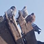 A Ukrainian Director Killed In April Had A Documentary Premiere At Cannes