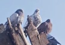 A Ukrainian Director Killed In April Had A Documentary Premiere At Cannes