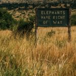 Are Human Lives Inherently More Valuable?