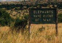 Are Human Lives Inherently More Valuable?