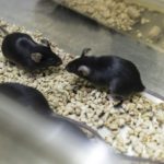 Study: Brain Fluid From Young Mice Improves Memory In Old Mice