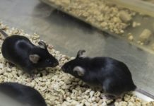 Study: Brain Fluid From Young Mice Improves Memory In Old Mice