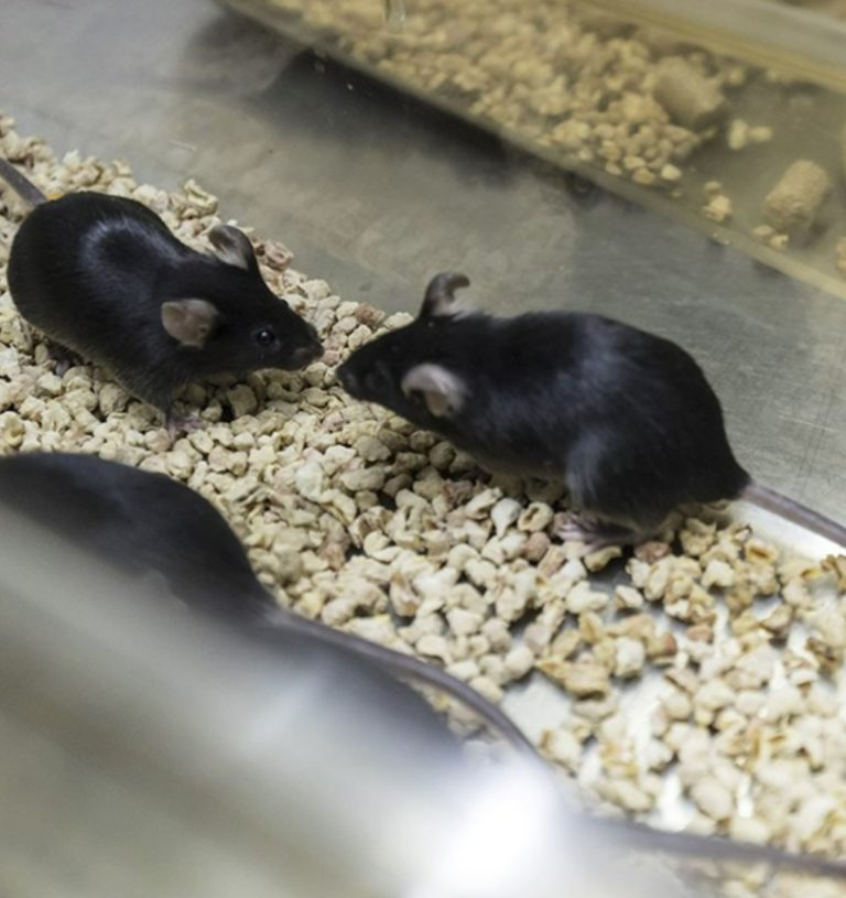 Study: Brain Fluid From Young Mice Improves Memory In Old Mice