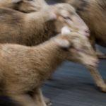 Today’s Students — The Problem With “Excellent Sheep”