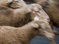 Today’s Students — The Problem With “Excellent Sheep”