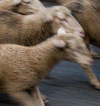 Today’s Students — The Problem With “Excellent Sheep”