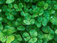 How A Phantasmagorical Poem By Charles Darwin’s Grandfather First Set Down In Words The Idea Of Photosynthesis