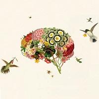 Optimistic Pigs, Tool-Making Birds, Ball-Playing Bees: (Re-)Considering Animal Minds