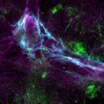 How Our Bodies Protect Our Brains