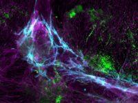 How Our Bodies Protect Our Brains