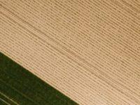 Cleaning Up Messy Ideas Results In Stale Monocultures